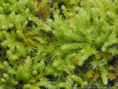 Claopodium rostratum