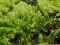 Claopodium rostratum