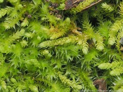 Claopodium rostratum