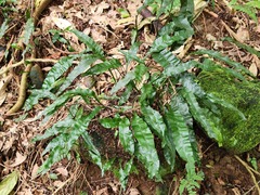 Leptochilus wrightii