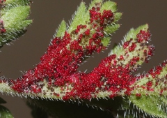 Synchytrium papillatum