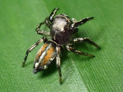 Pachomius dybowskii