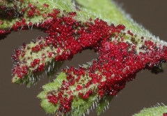 Synchytrium papillatum