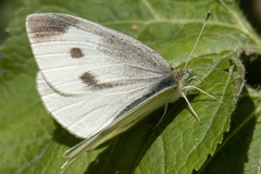 Pieris rapae crucivora