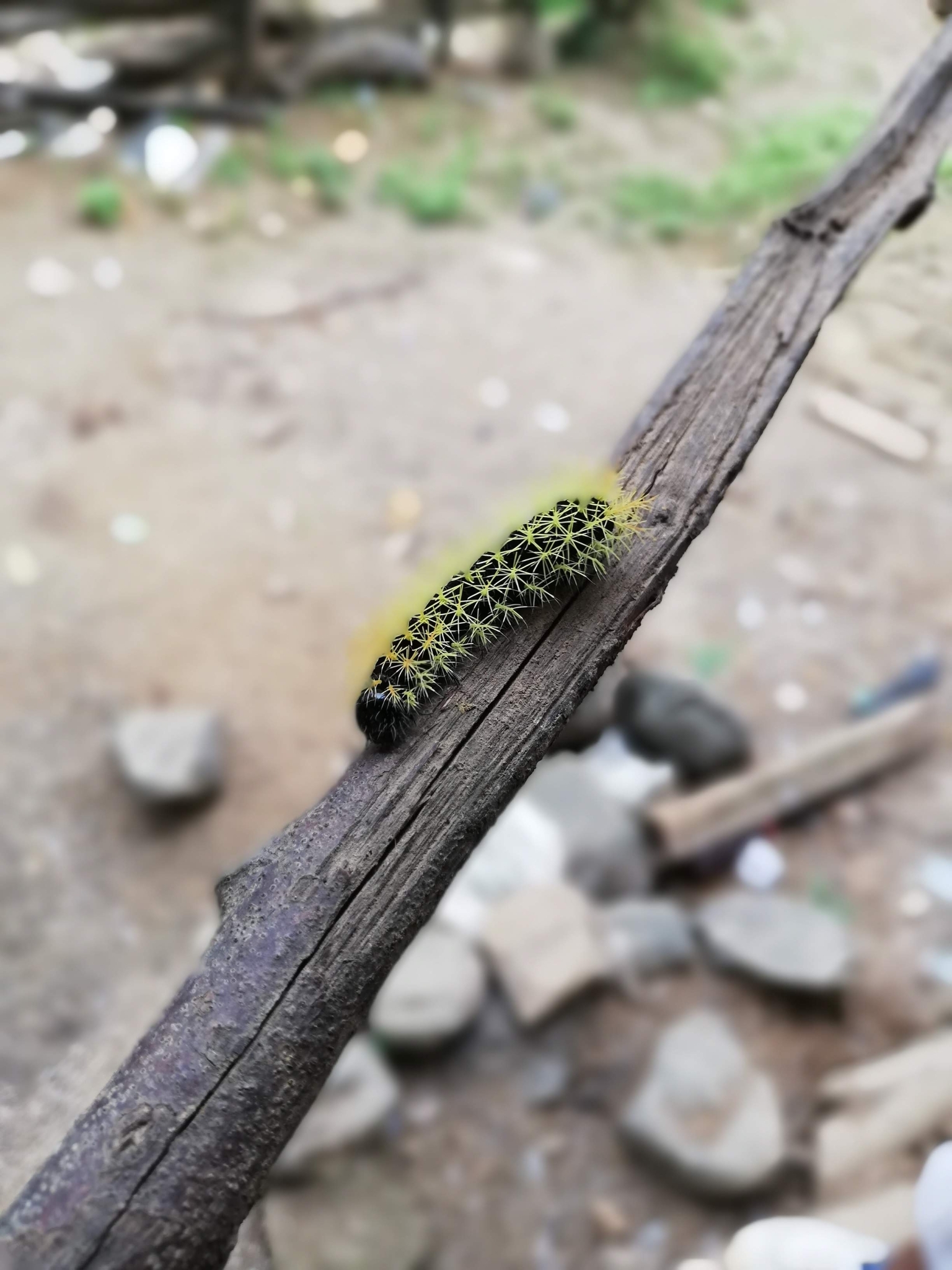 Leucanella viridescens image