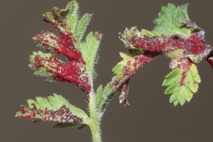 Synchytrium papillatum