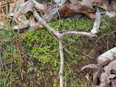 Rhynchostegium serrulatum