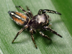 Pachomius dybowskii