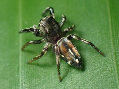 Pachomius dybowskii