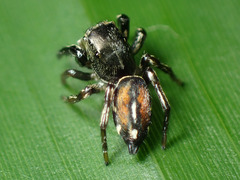 Pachomius dybowskii