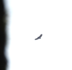 Morphnarchus princeps