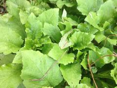 Senecio rufiglandulosus