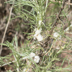 Rhopalomyia floccosa