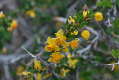 Berberis montana