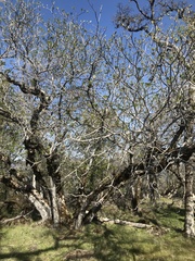 Aesculus californica