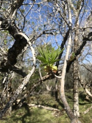 Aesculus californica