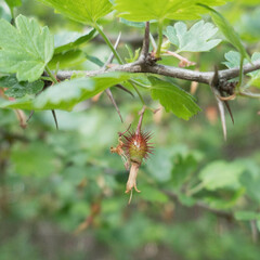 Ribes californicum