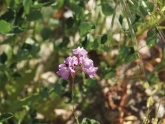 Linaria maroccana
