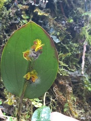 Lepanthes ovalis