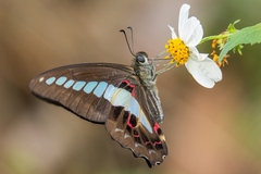 Graphium sarpedon connectens