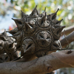 Eucalyptus conferruminata