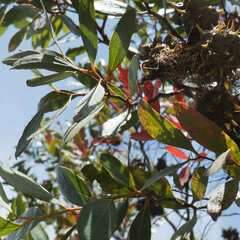 Eucalyptus conferruminata