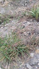 Dichanthium annulatum