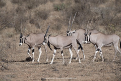 Oryx beisa beisa