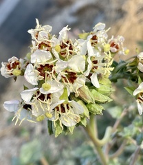 Chylismia claviformis