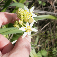 Toxicoscordion fremontii