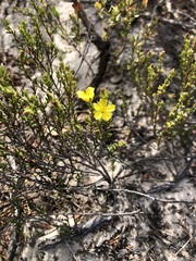 Hibbertia devitata