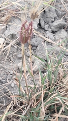 Dichanthium annulatum