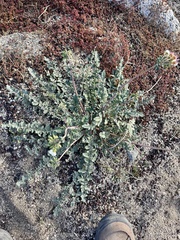 Chylismia claviformis
