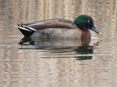 Anas platyrhynchos × zonorhyncha