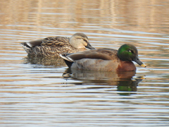 Anas platyrhynchos × zonorhyncha