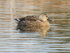 Anas platyrhynchos × zonorhyncha