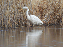 Ardea alba
