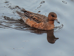 Mareca penelope