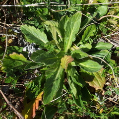 Erigeron philadelphicus