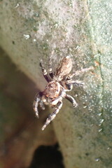 Maratus griseus