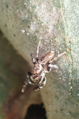 Maratus griseus