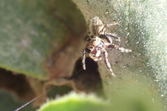 Maratus griseus
