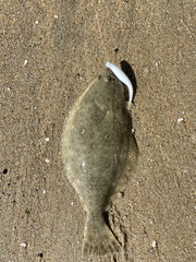 Paralichthys californicus