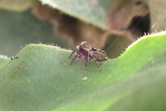Maratus griseus