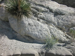 Astragalus tricarinatus