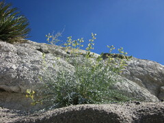 Astragalus tricarinatus