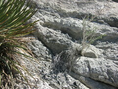 Astragalus tricarinatus