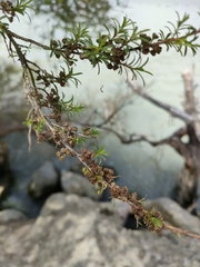 Kunzea tenuicaulis