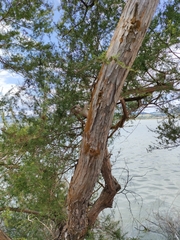 Kunzea tenuicaulis