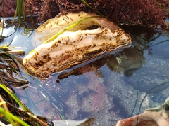 Megastraea undosa